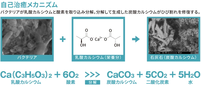 自己治癒メカニズム