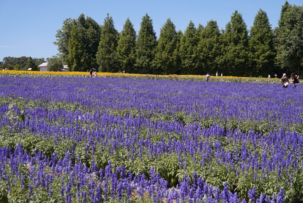 リフォームブログ お盆旅日記 柳井市を飛び出し世羅高原へ 住まいのことならカワノ工業へお任せください リフォームブログ